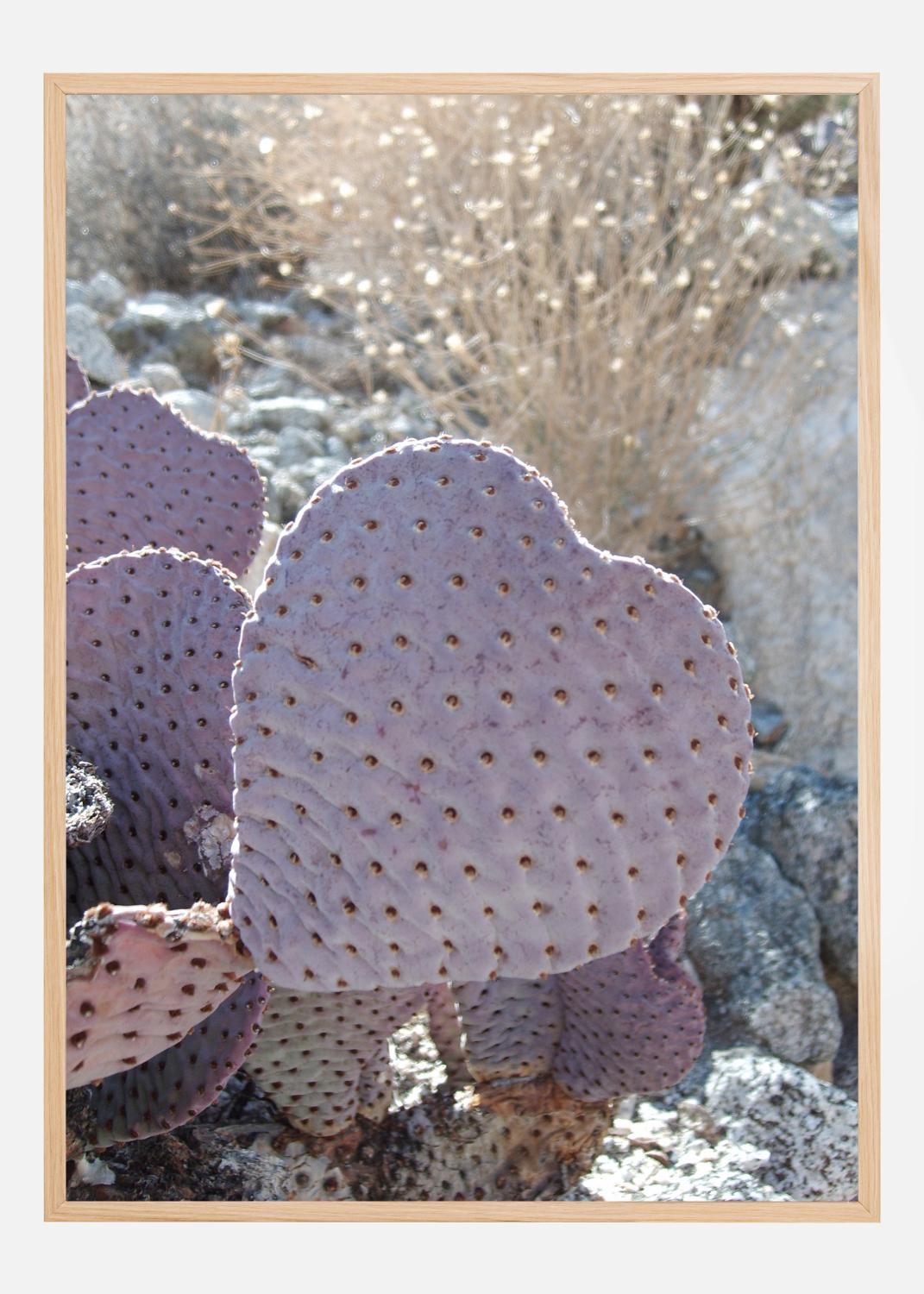 Product Image for Cactus Póster (21x29.7 cm (A4))