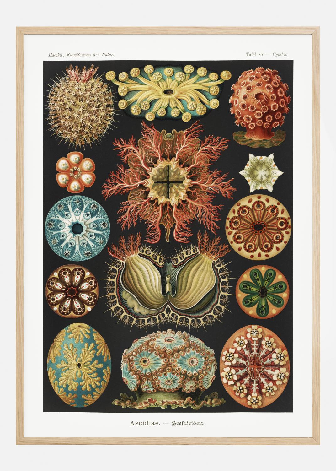 Product Image for Animalium Póster (21x29.7 cm (A4))