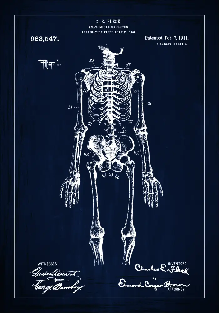 Desenho de patentes - Esqueleto anatómico I - Azul Póster