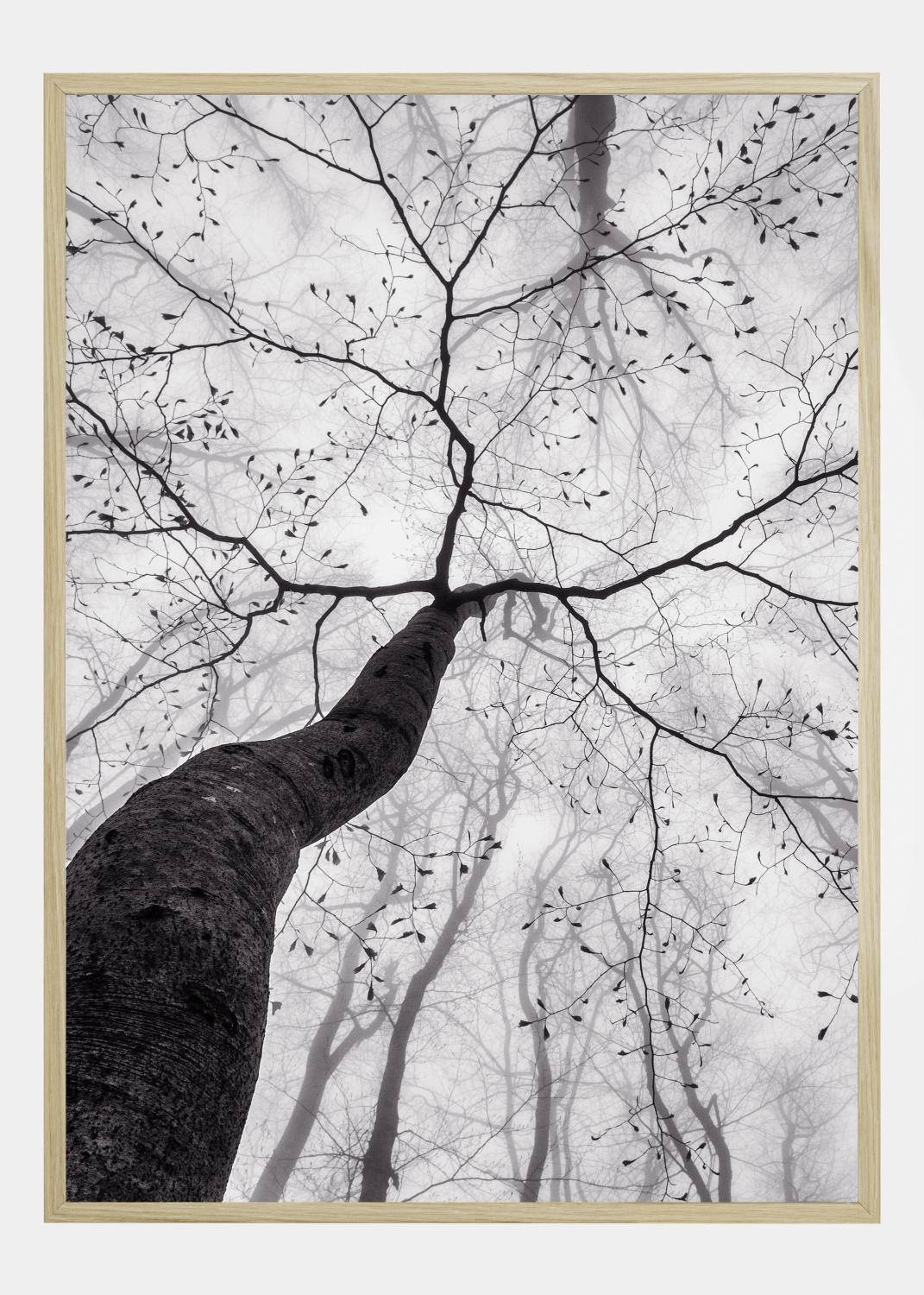 Product Image for A view of the tree crown Póster (21x29.7 cm (A4))