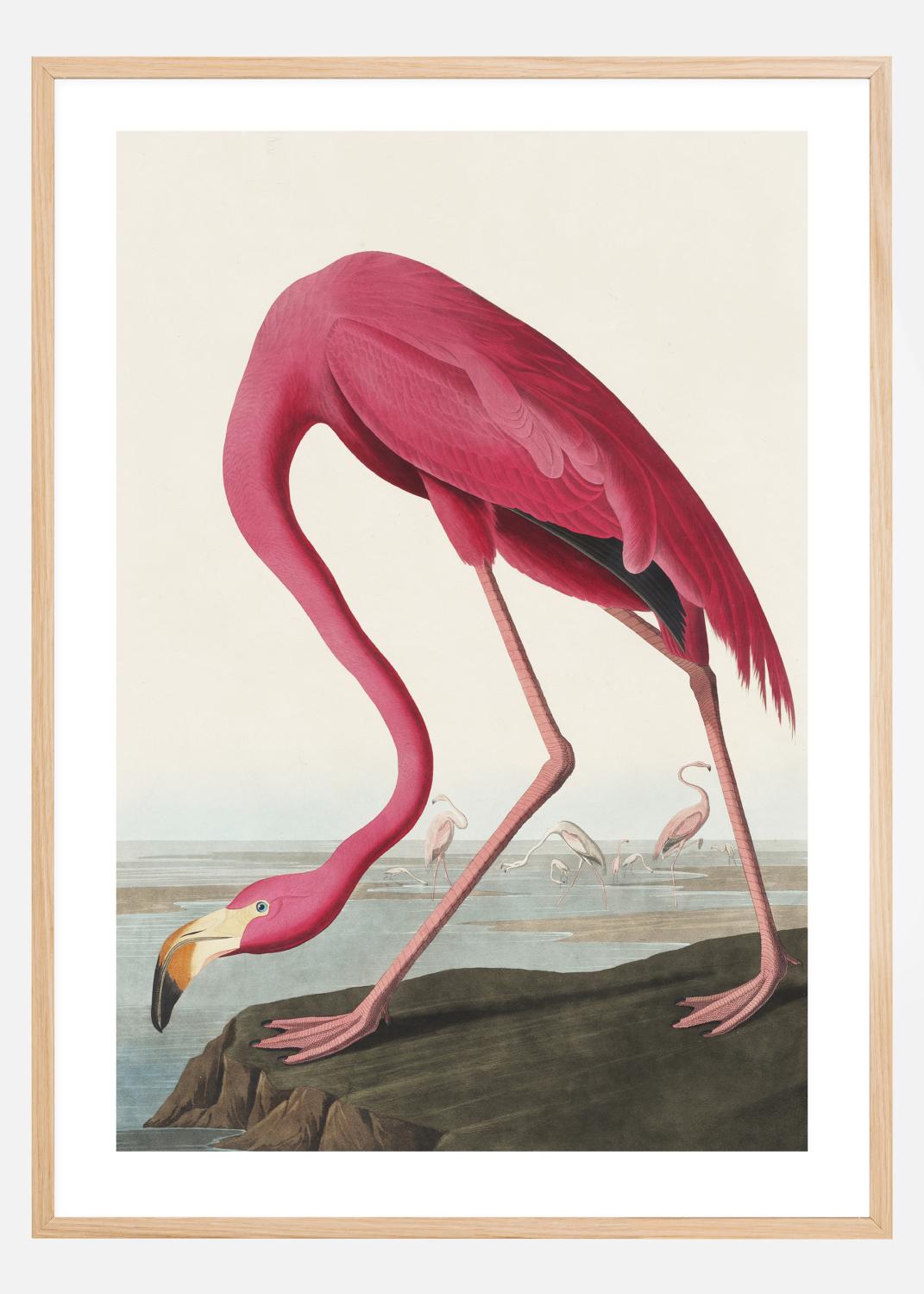 Product Image for American Flamingo Póster (21x29.7 cm (A4))