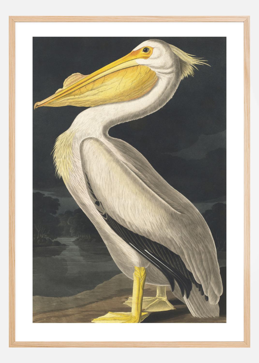 Product Image for American White Pelican Póster (40x50 cm)