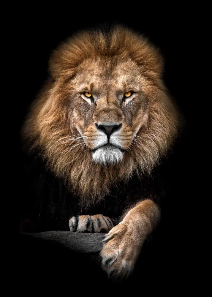 Focused Lion Color Póster
