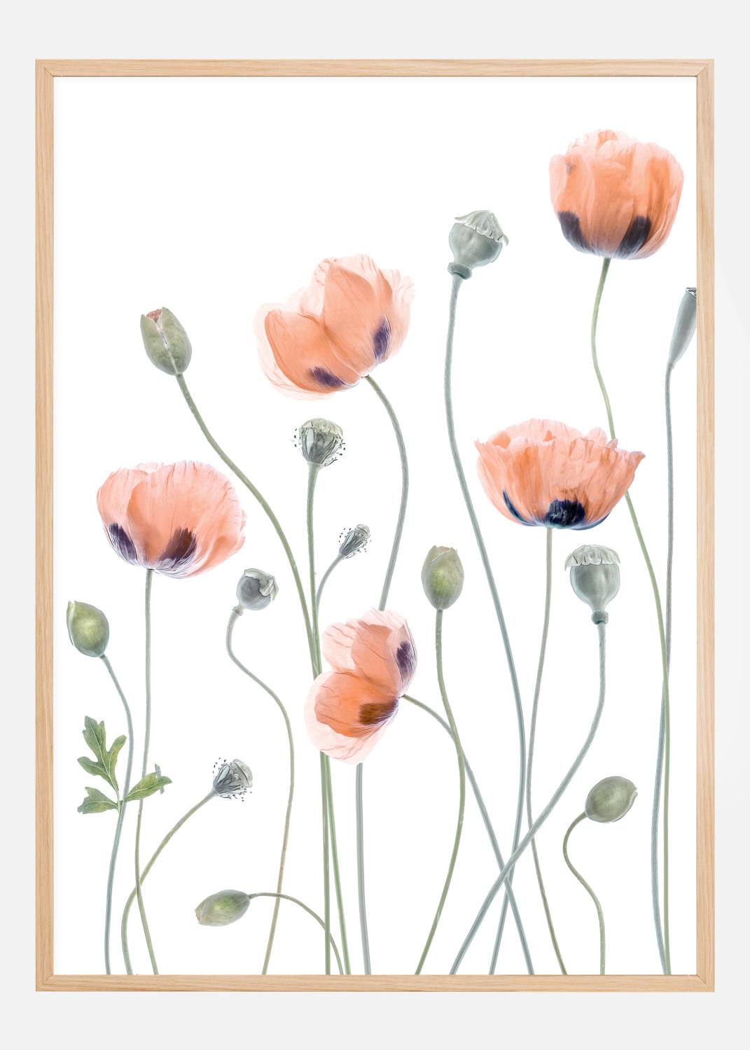 Product Image for Poppies Póster (21x29.7 cm (A4))