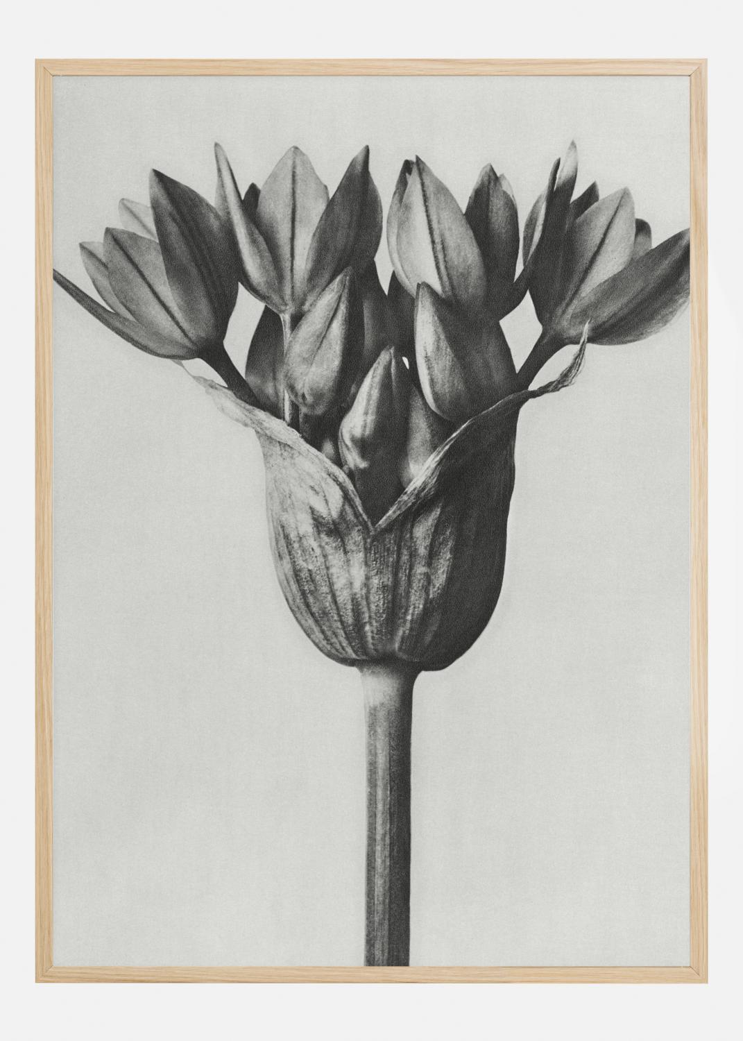 Product Image for Grey Flower Póster (21x29.7 cm (A4))