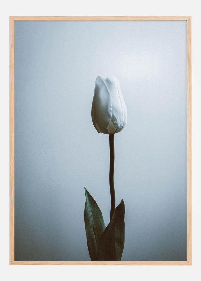 Lonely White Rose Póster