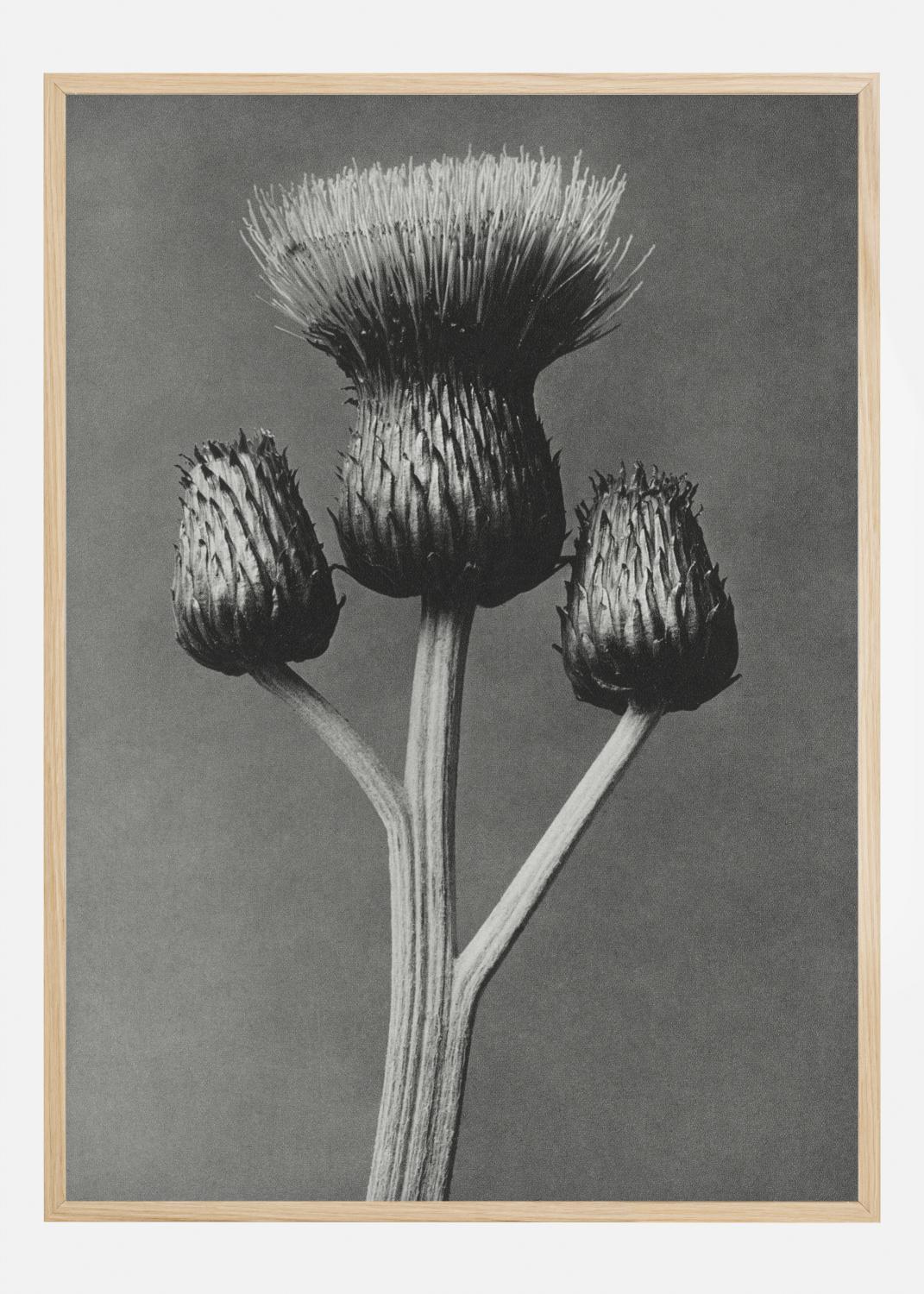 Product Image for Grey Flower I Póster (21x29.7 cm (A4))