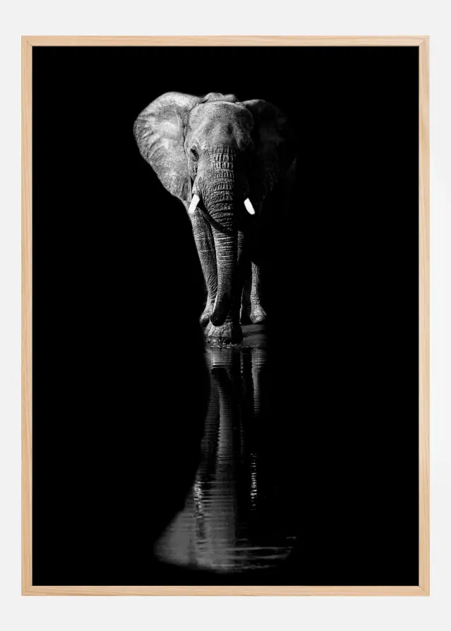 Elephant Póster