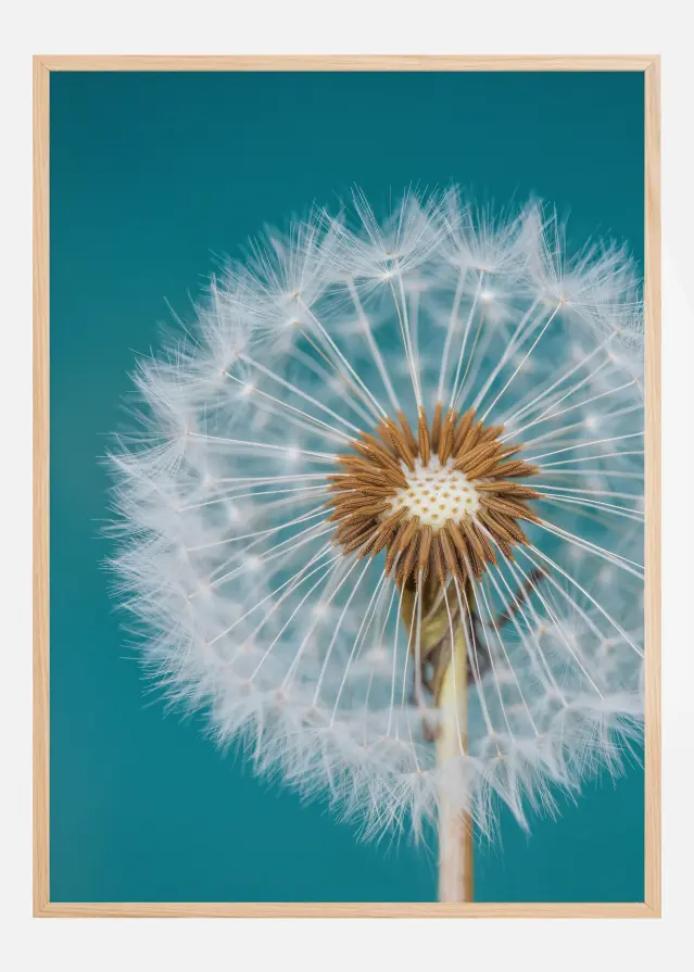Dandelion Macro Sky Póster