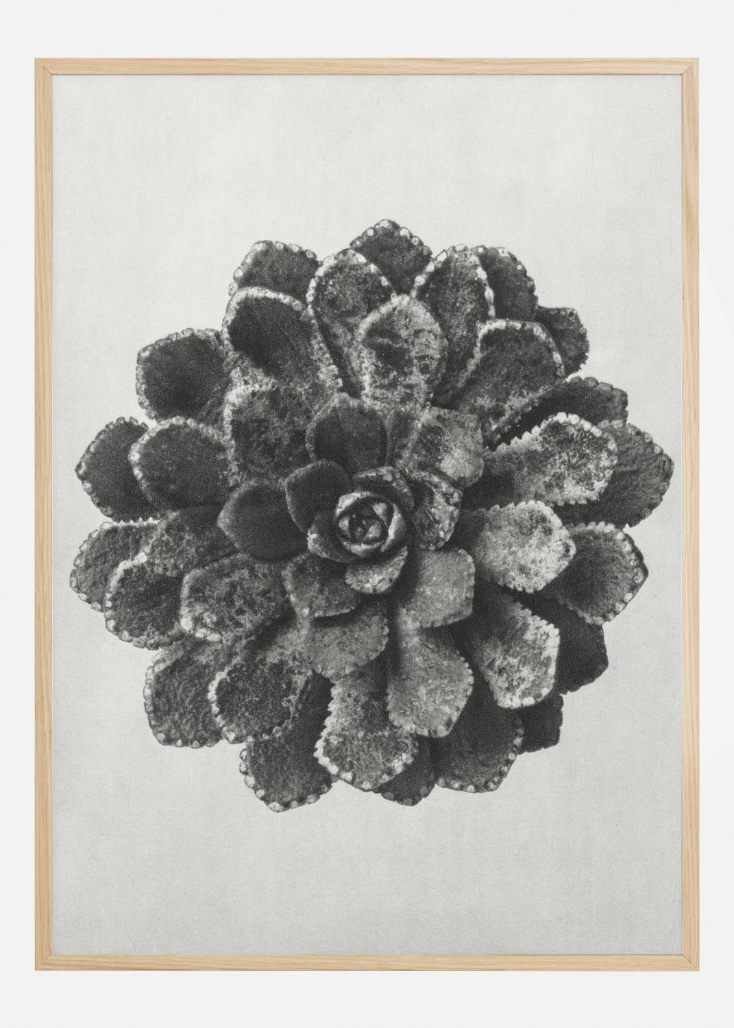 Product Image for Grey Flower II Póster (21x29.7 cm (A4))