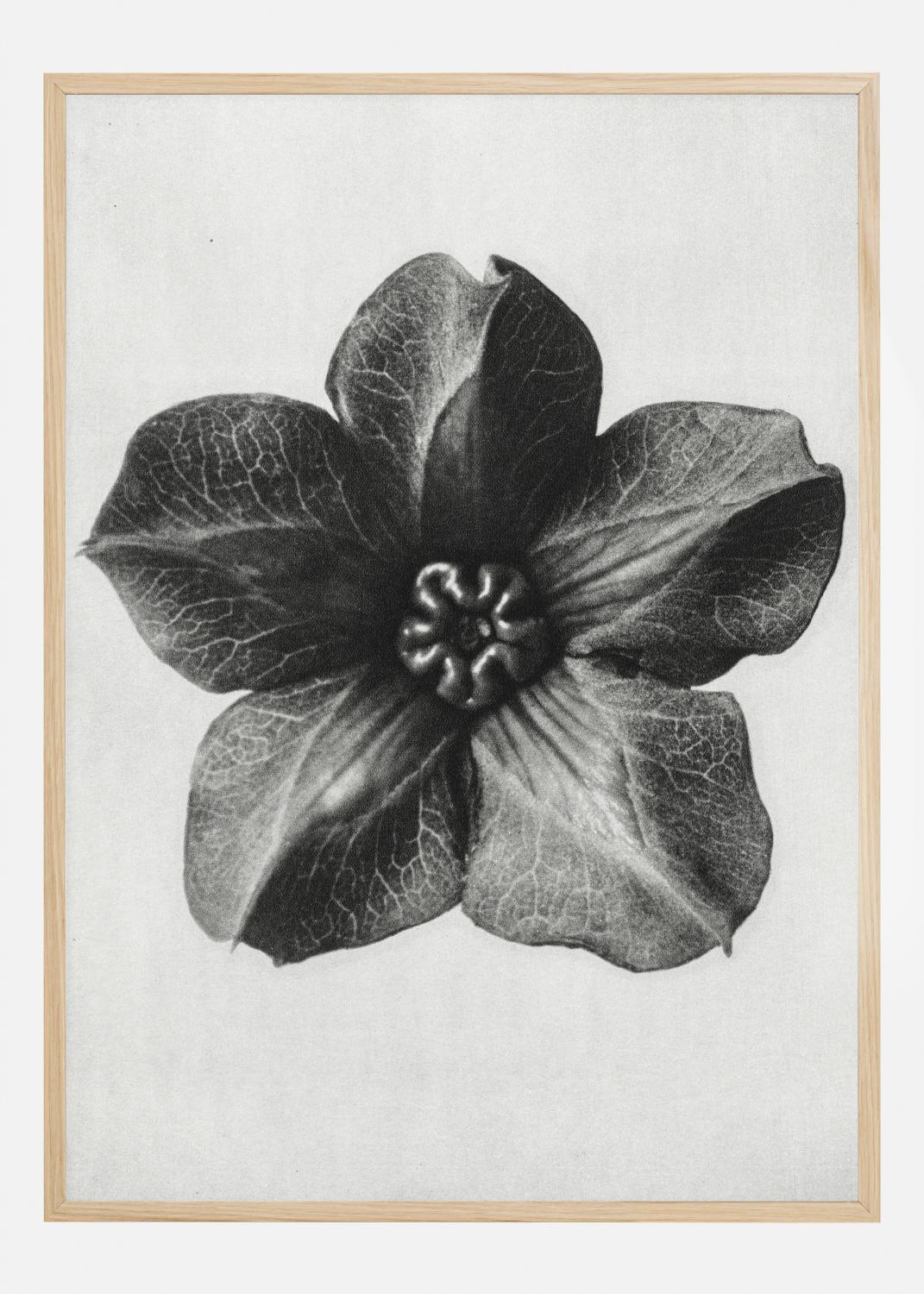 Product Image for Grey Flower III Póster (21x29.7 cm (A4))