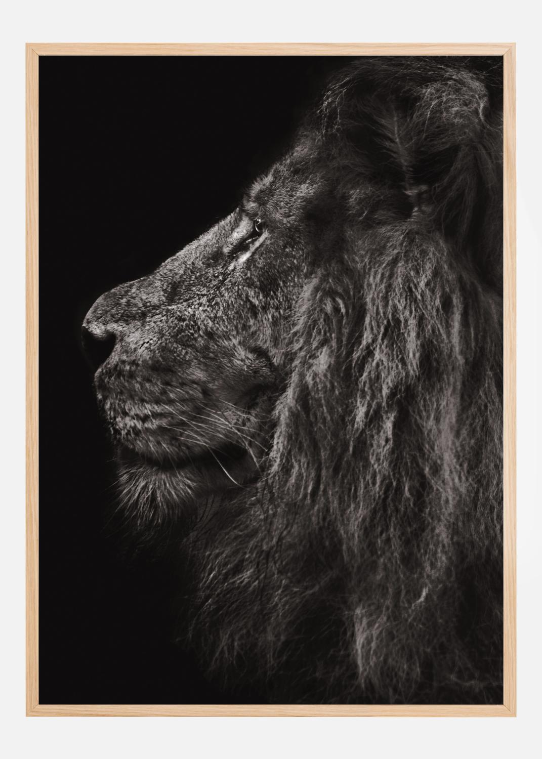 Product Image for Lion In Profile Póster (50x70 cm)