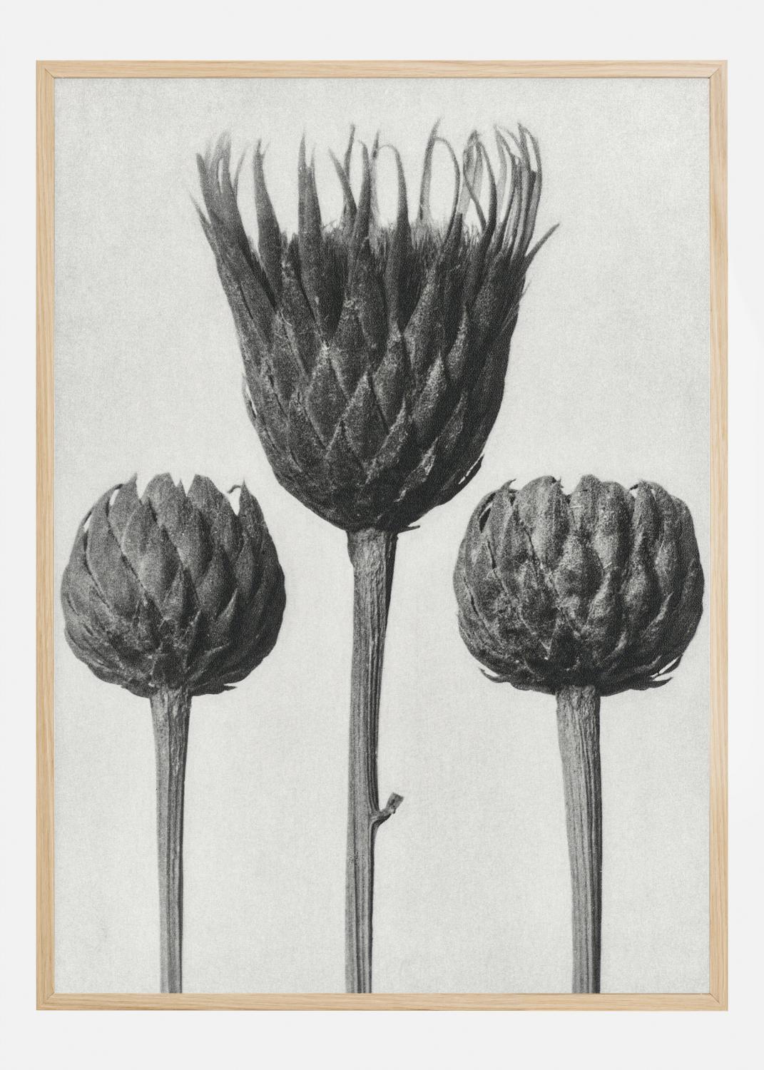 Product Image for Grey Flower IV Póster (21x29.7 cm (A4))