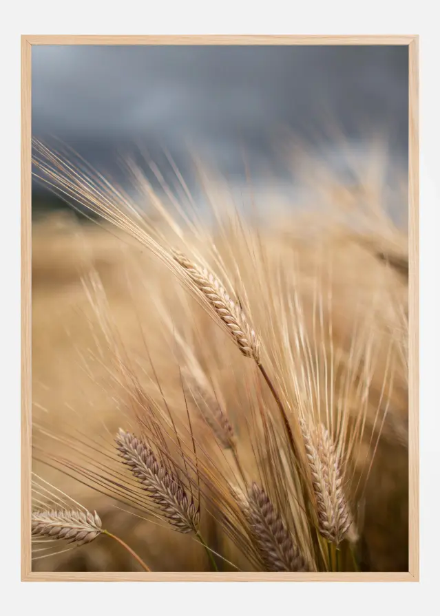 Wheat Póster