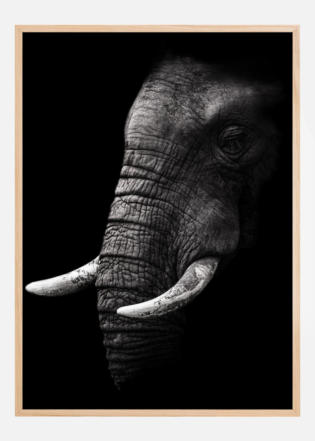 Product Image for Portrait Elephant Póster (21x29.7 cm (A4))