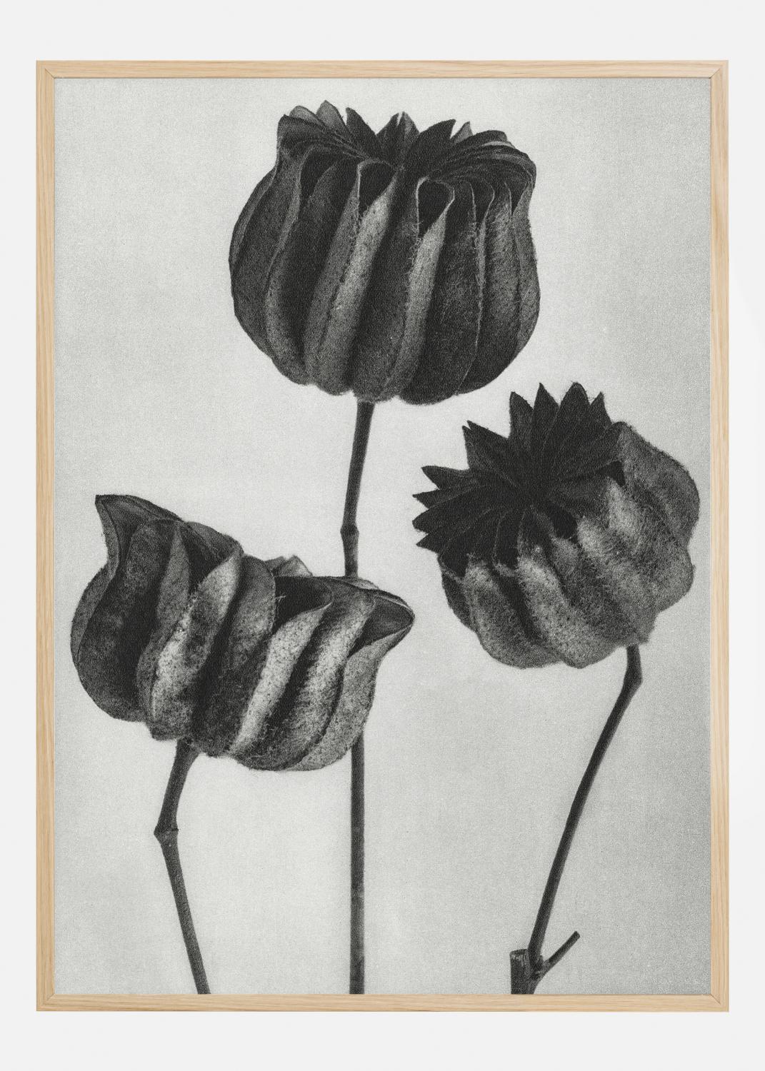 Product Image for Grey Flower V Póster (21x29.7 cm (A4))