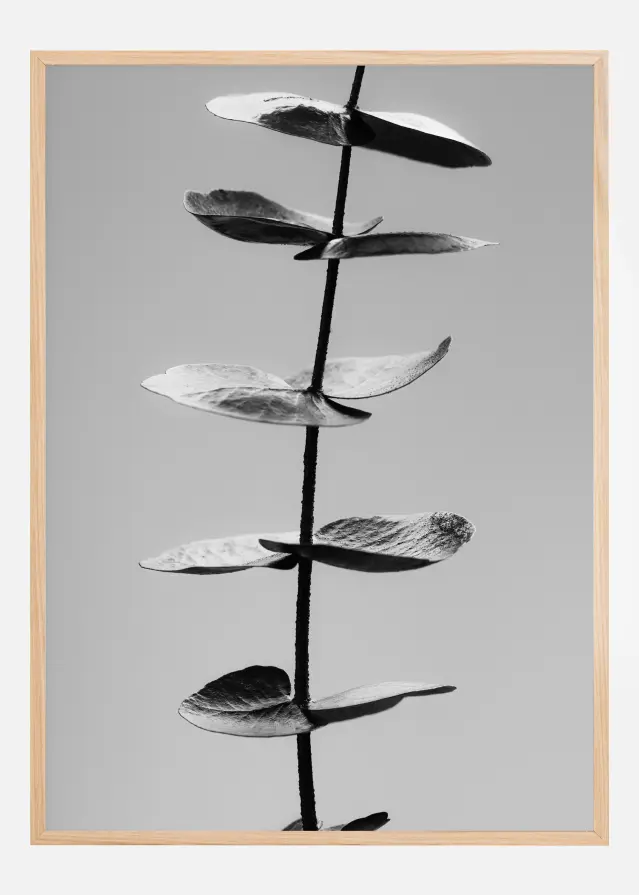 Eucalyptus Bw Póster