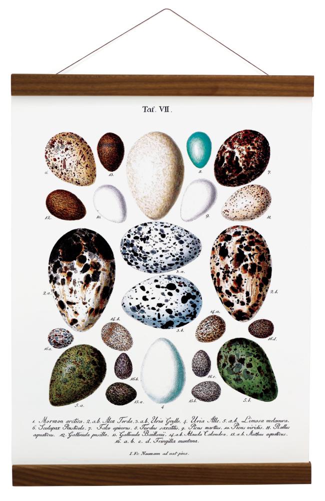 Suportes para pósteres Nogueira - 70 cm