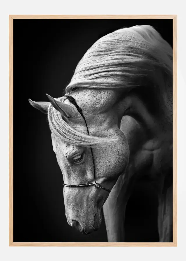 White Stallion Póster