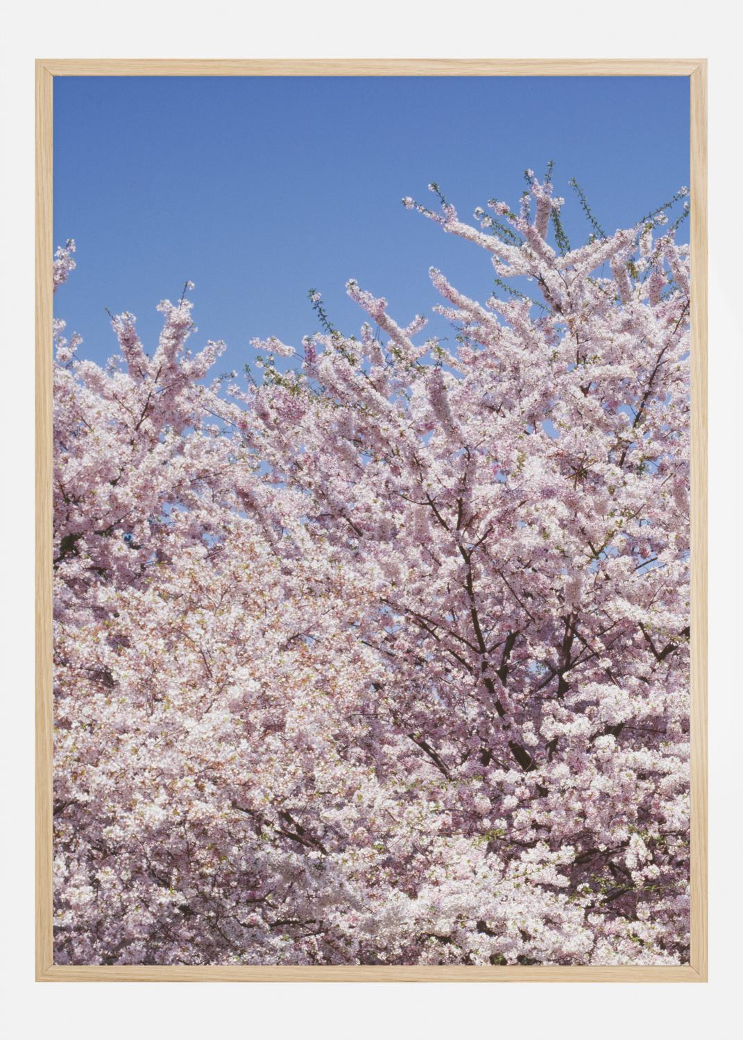 Product Image for Cherry-Tree Póster (21x29.7 cm (A4))