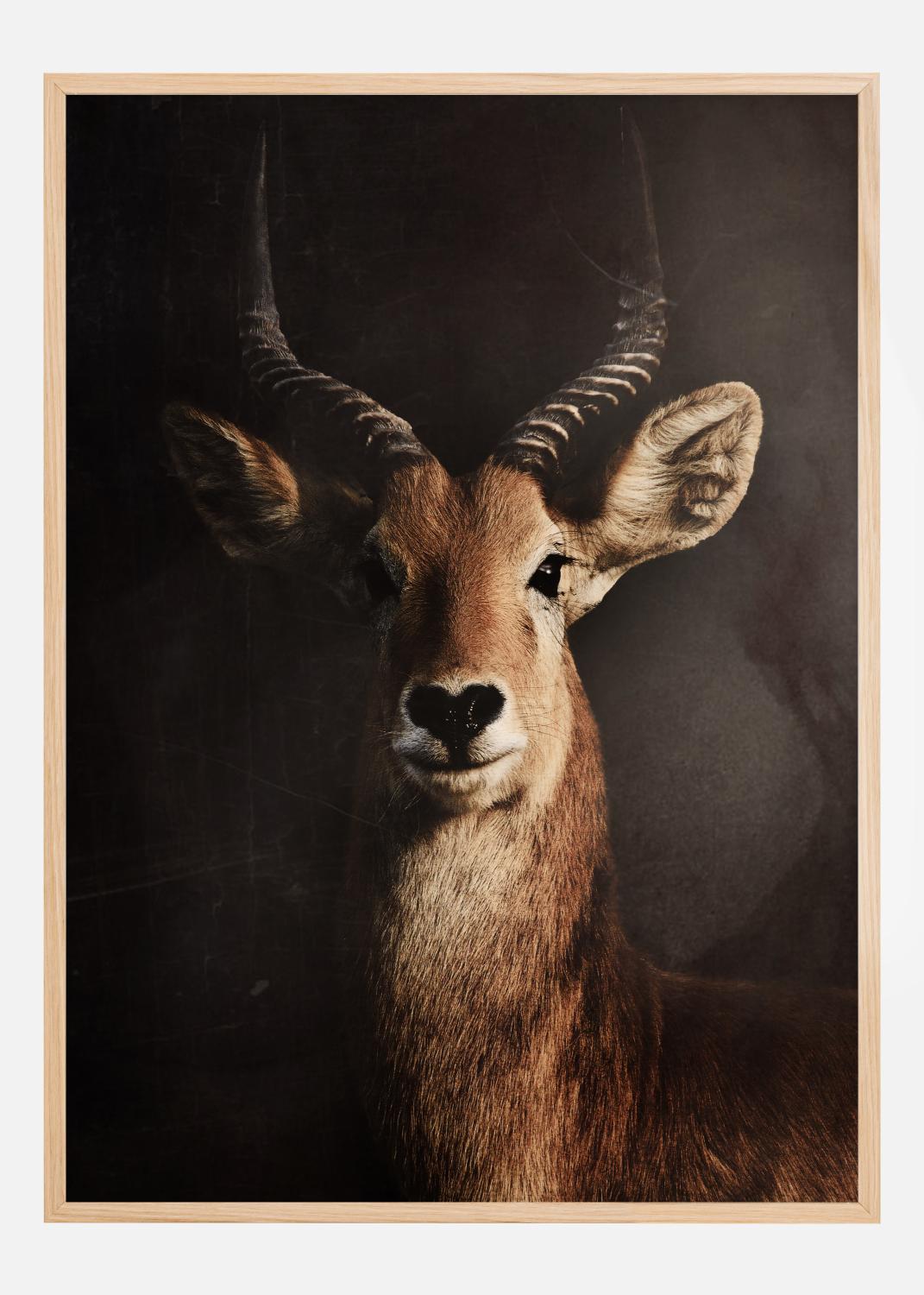 Product Image for Antelope Póster (21x29.7 cm (A4))