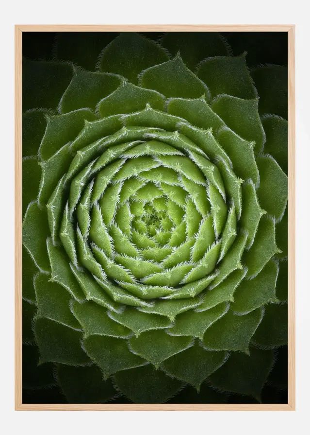 Succulent Póster