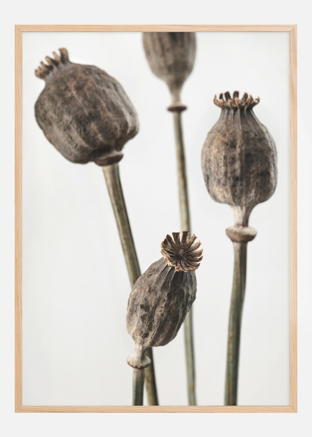 Product Image for Dried 006 Póster (21x29.7 cm (A4))