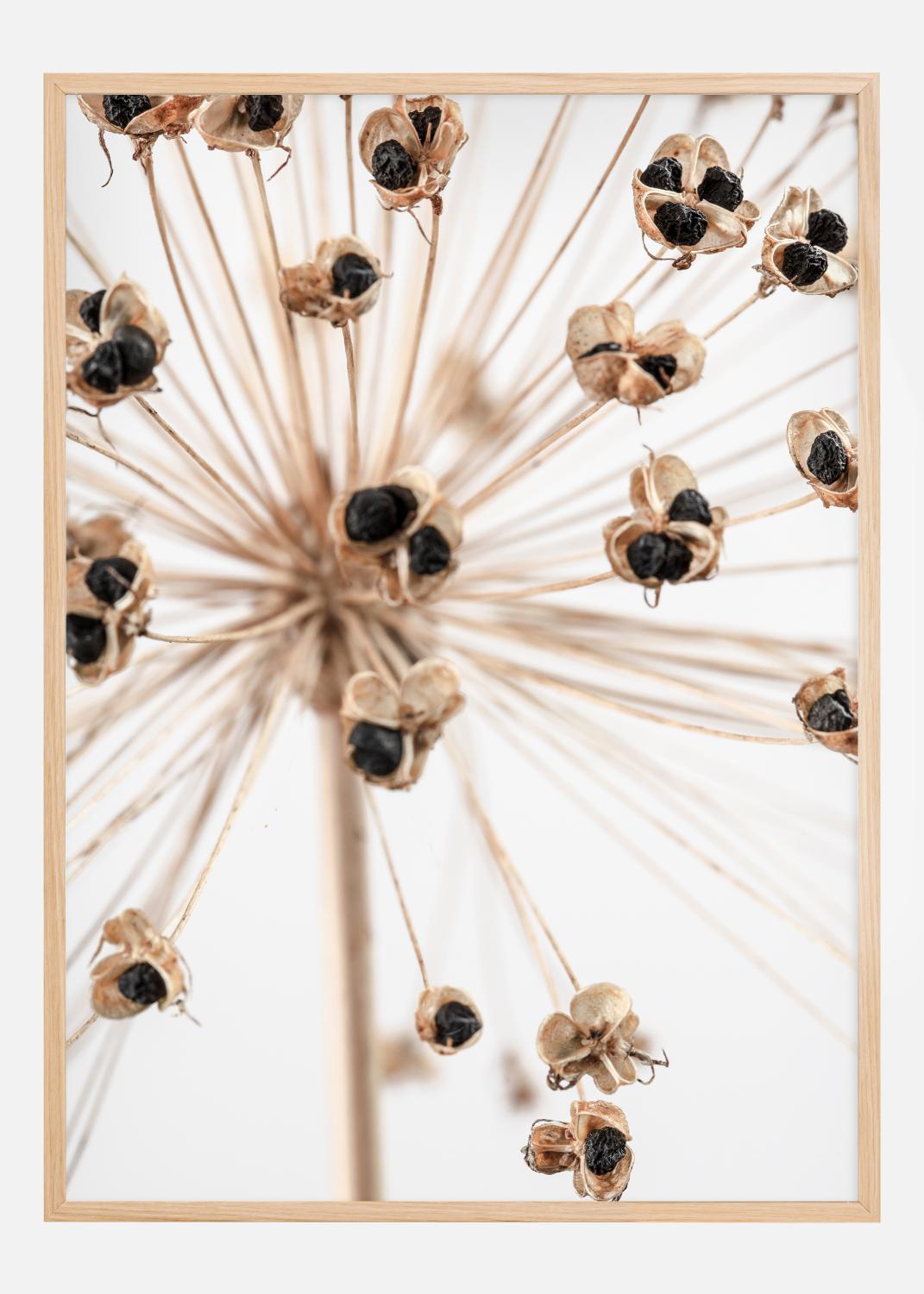 Product Image for Dried 007 Póster (21x29.7 cm (A4))