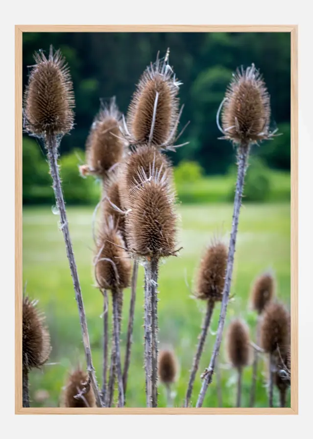 Field Póster