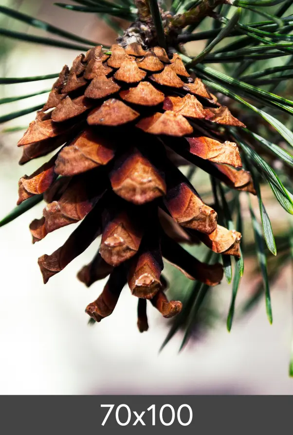 Ampliação FineArt Bamboo 290 g