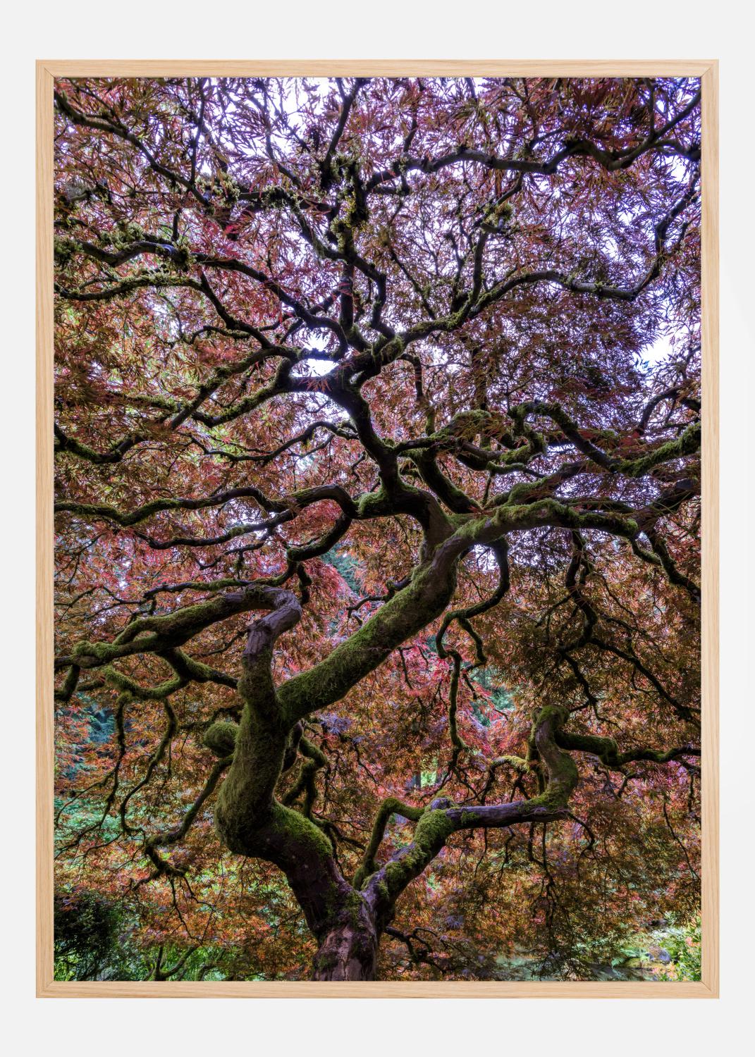 Product Image for Japanese Maple Tree Póster (21x29.7 cm (A4))