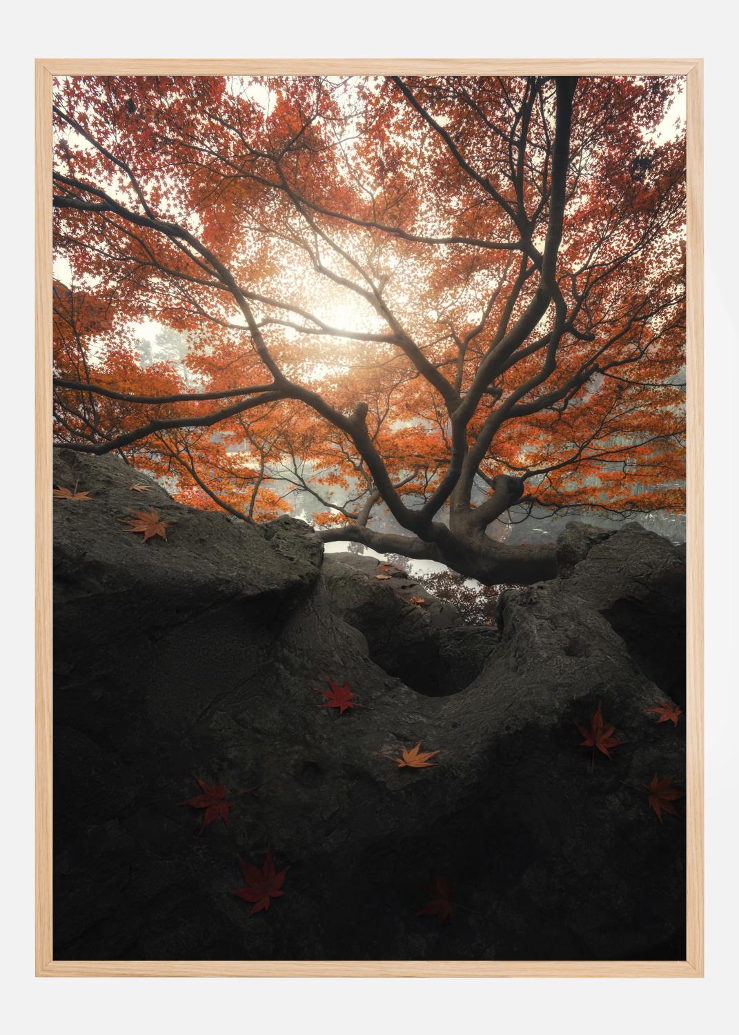 Product Image for Maple Póster (21x29.7 cm (A4))
