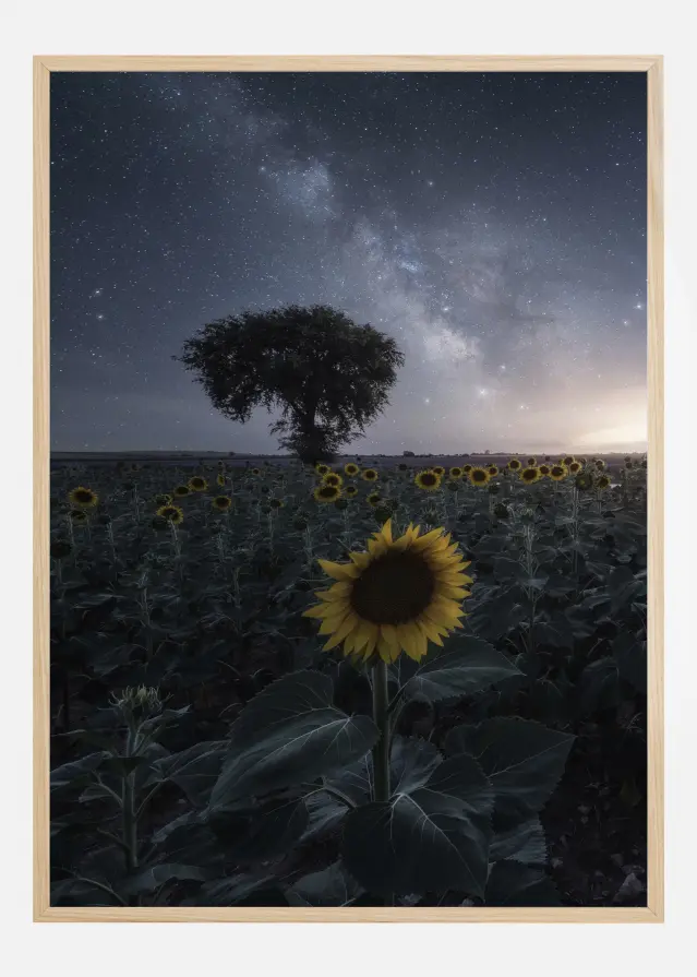 Starsflowers Póster