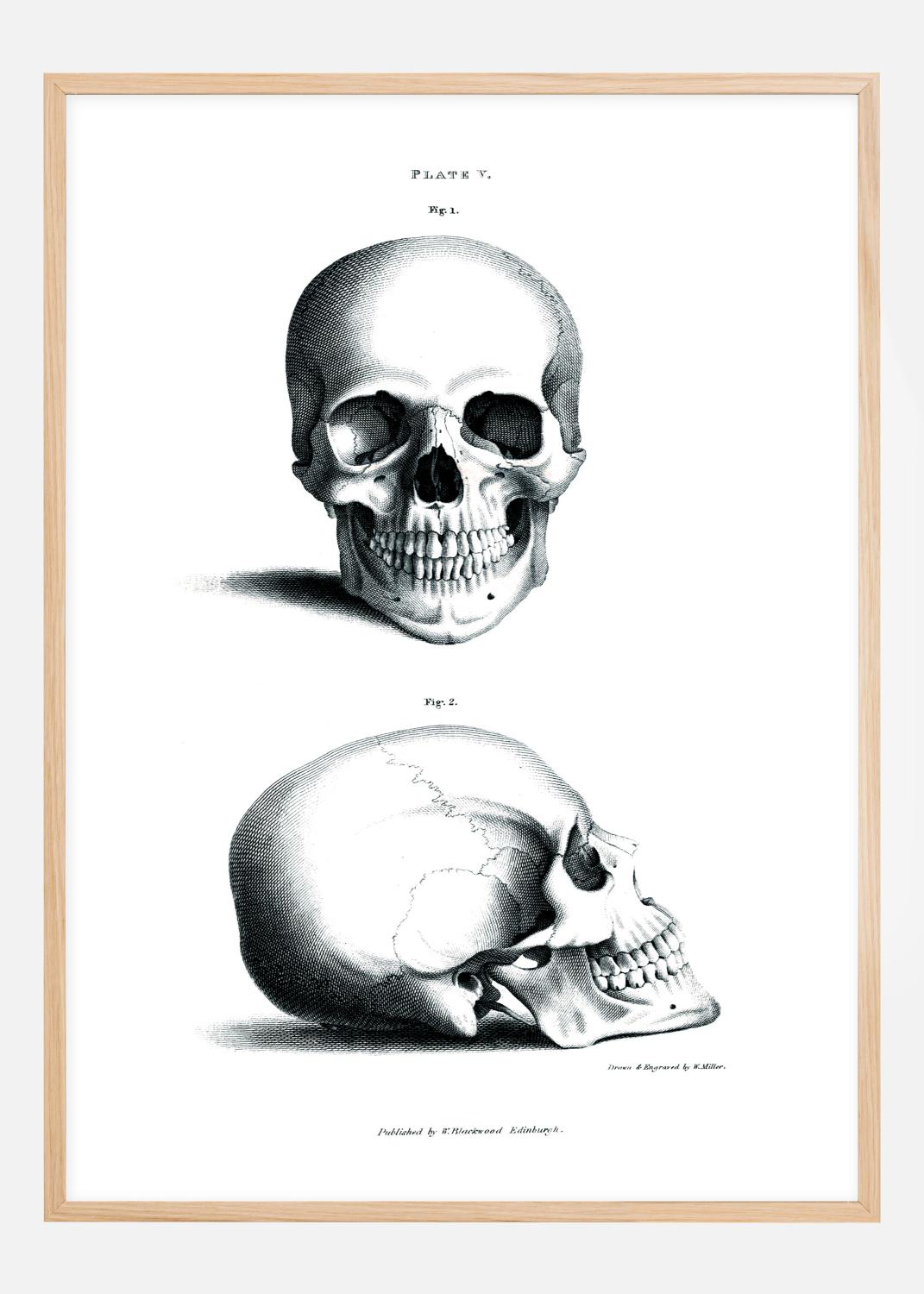 Product Image for Gravura didática do crânio humano 1800-tal Póster (21x29.7 cm (A4))