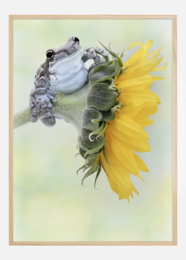 Frog Sunshine Póster