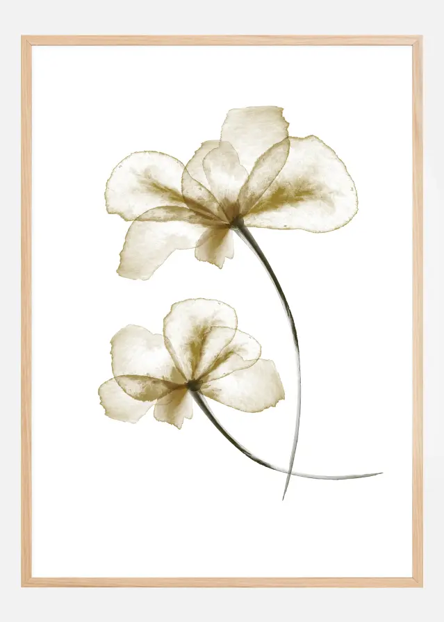 Pressed Flowers Póster