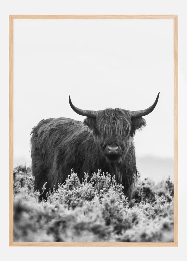 Highlander BW Póster