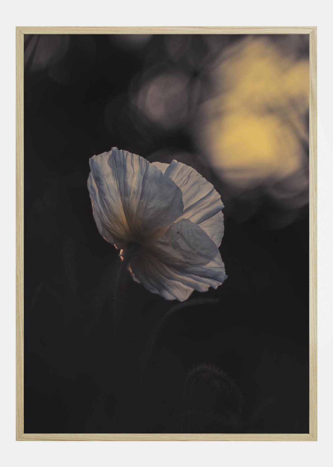 Product Image for Last Ray Póster (21x29.7 cm (A4))