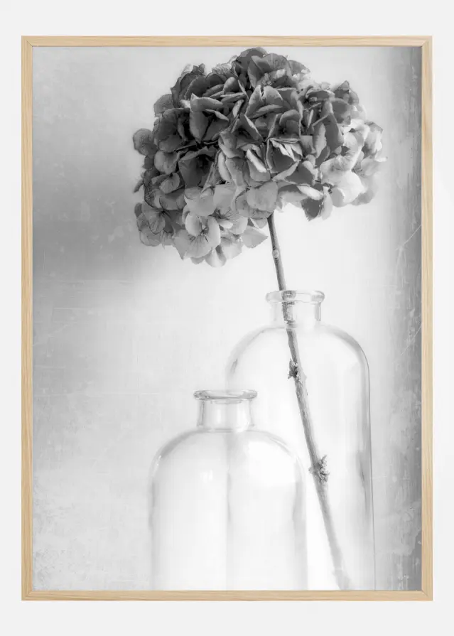 Hydrangea Póster
