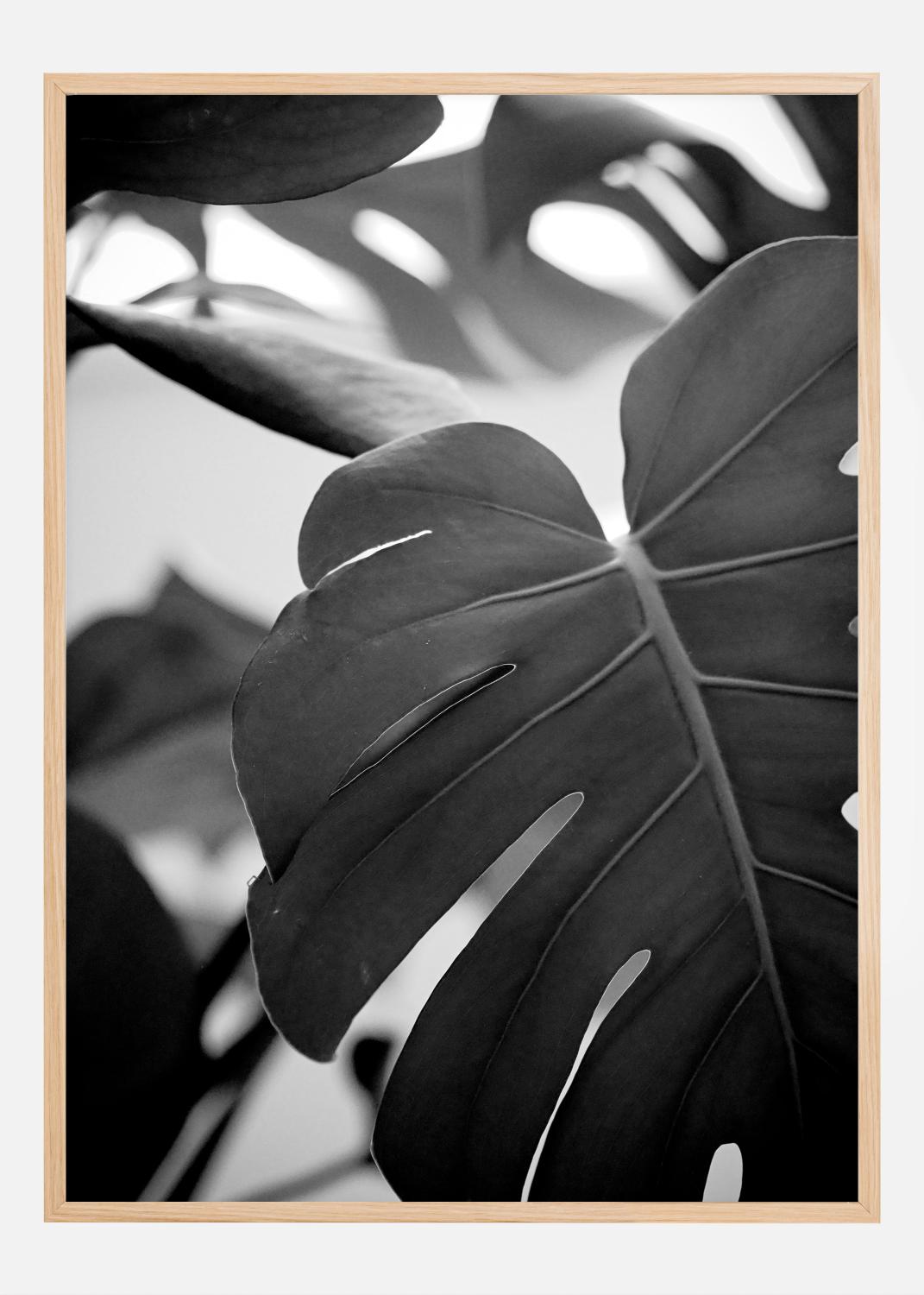 Product Image for Monstera in Black and White ll Póster (21x29.7 cm (A4))