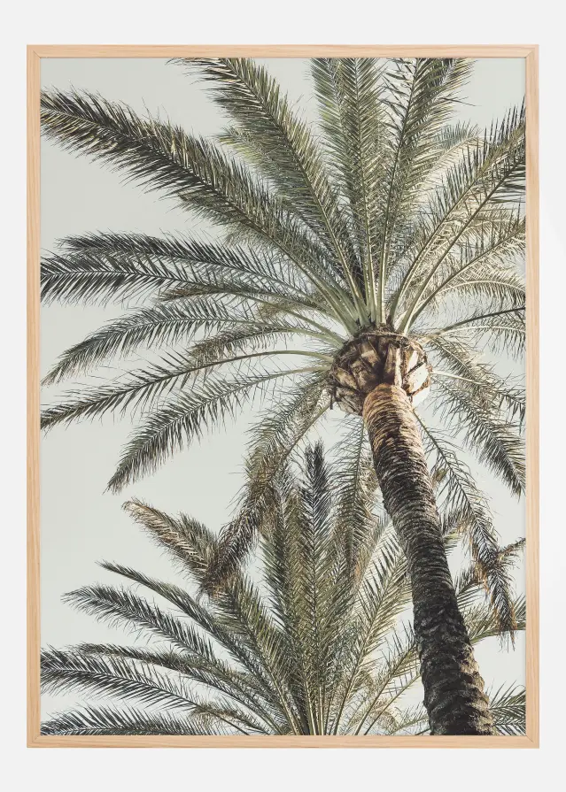 Palm 005 Póster