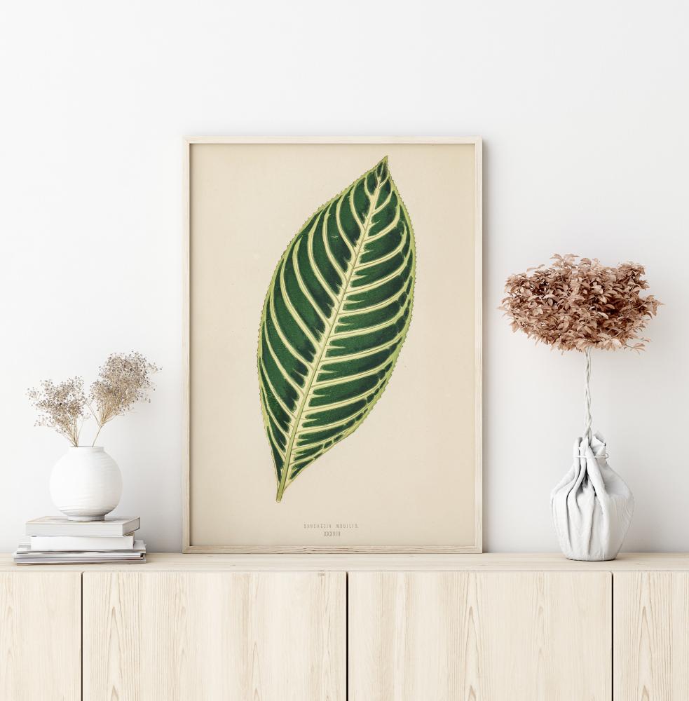 Diefenbachia Póster