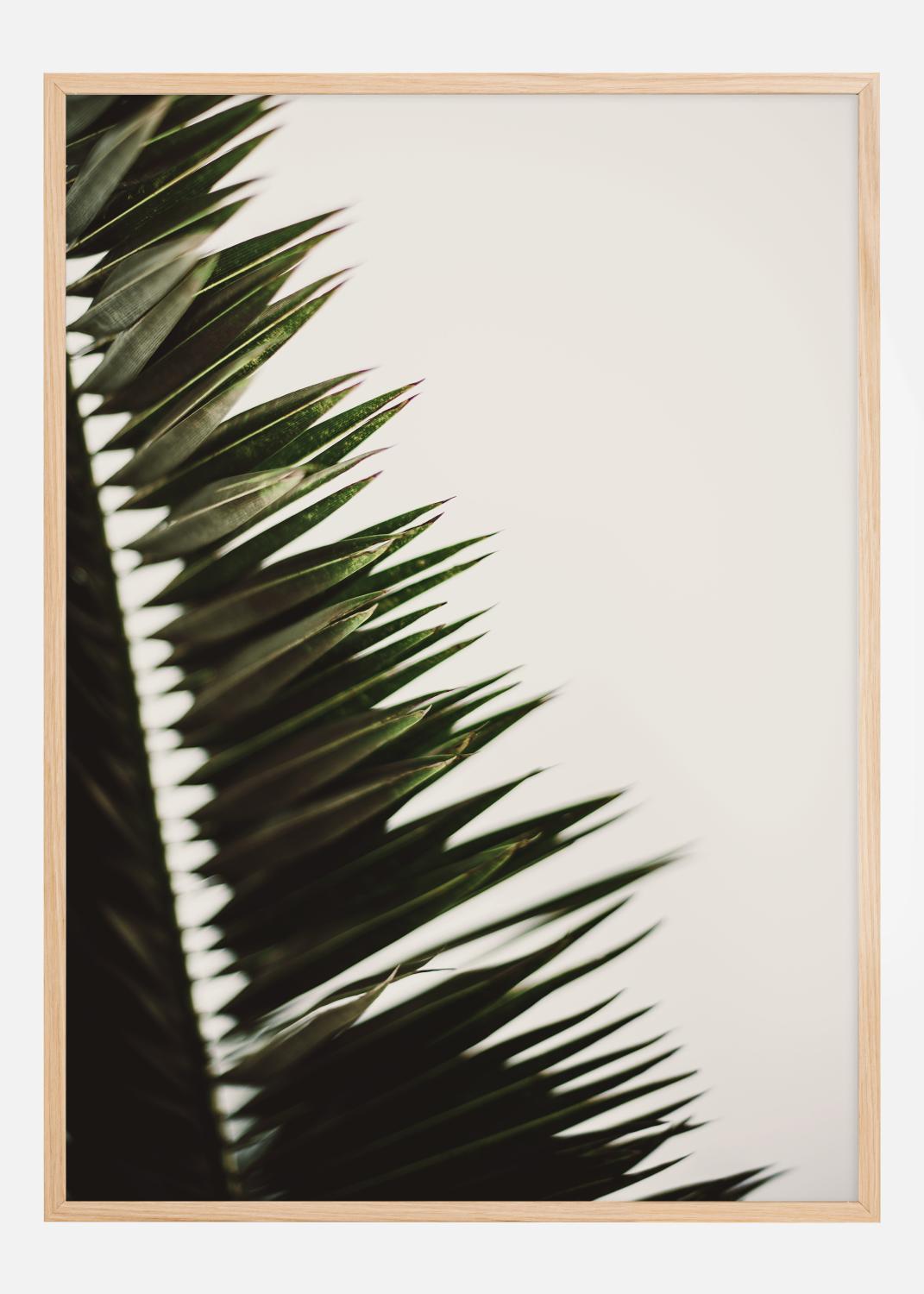 Product Image for Palm Branches Póster (70x100 cm)