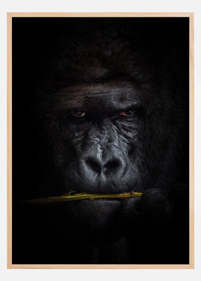 Mysterious gorilla Póster