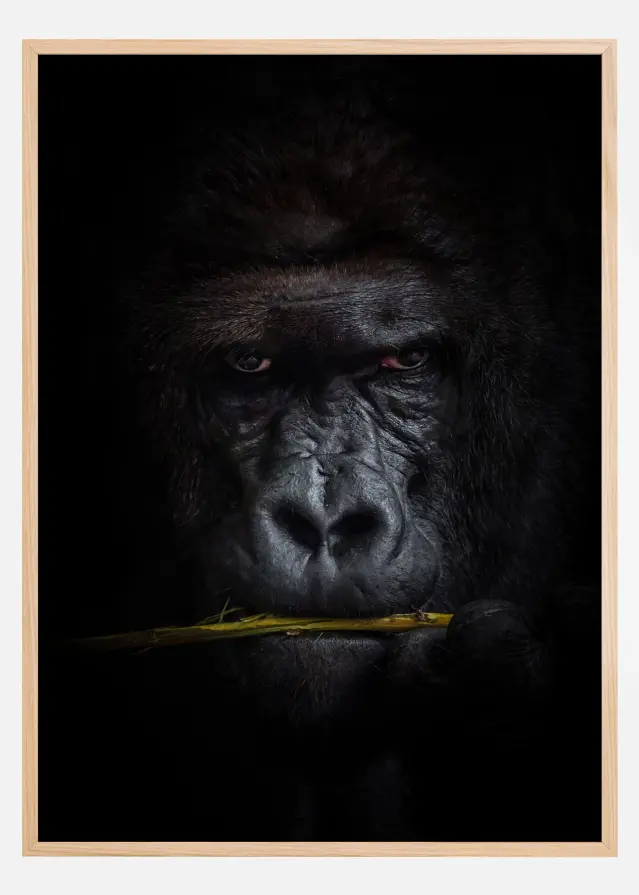 Mysterious gorilla Póster