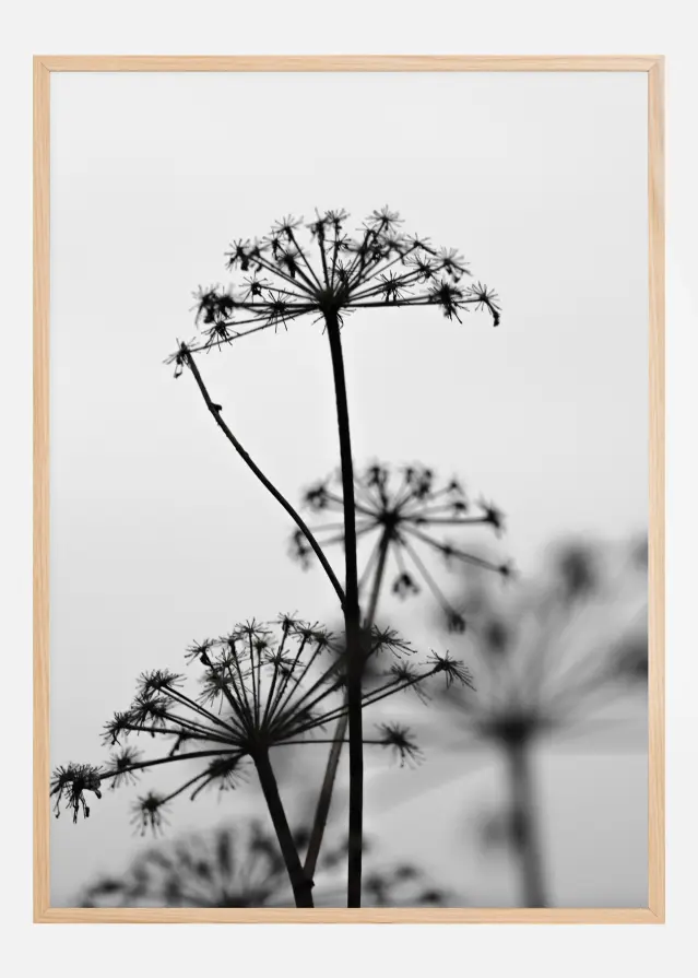 Cartaz de flores preto e branco