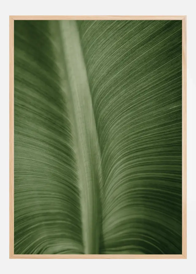 Structure Of Leaves Póster