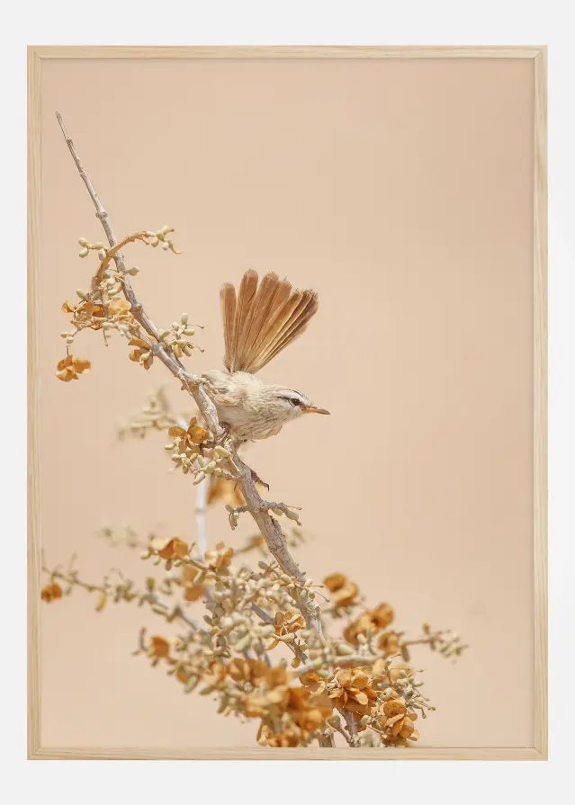 Scrub Warbler Póster