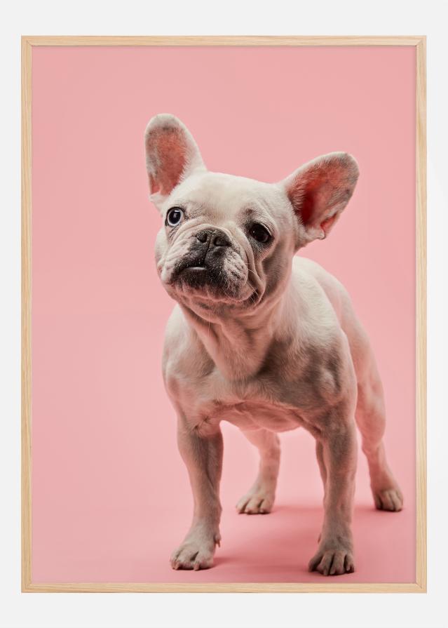 French bulldog puppy Póster