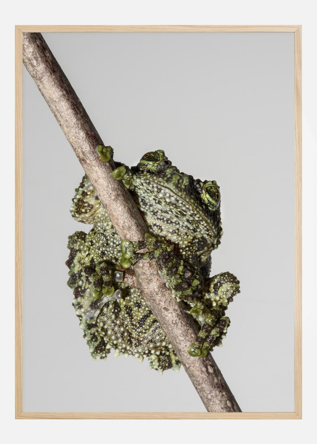 Product Image for Frog On Tree Póster (21x29.7 cm (A4))